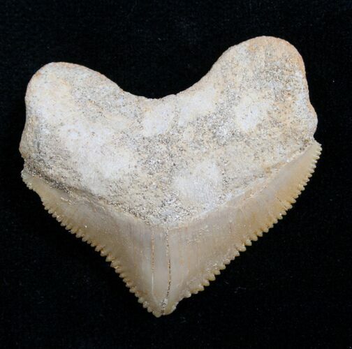 Squalicorax Fossil Shark Tooth - Morocco #7743